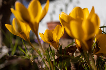 yellow crocus flowers