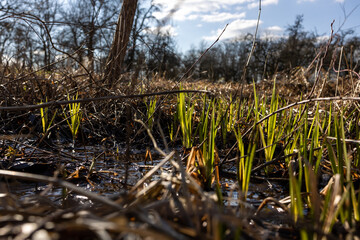 grass in the wind