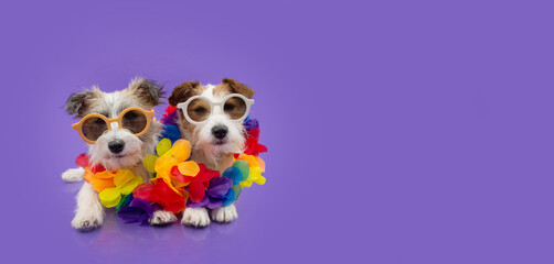 Two dogs summer wearing a floral hawaiian garland. Isolated on purple background