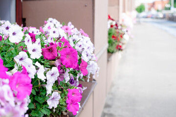 pink petunias planted outside by the window. Street window decorations with flowers