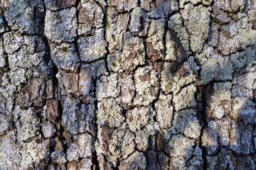 bark of a tree