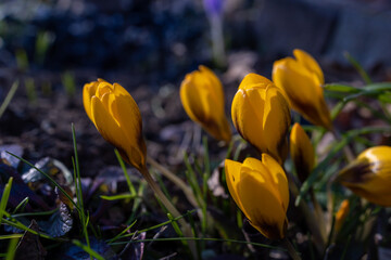 spring yellow crocus flowers