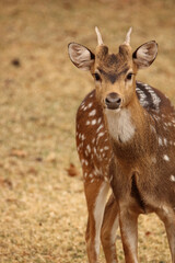 Young Fallow Deer, game farm, South Africa