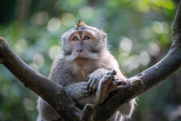 portrait of a macaque