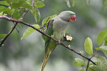 Parrot 