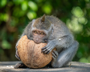 portrait of a macaque