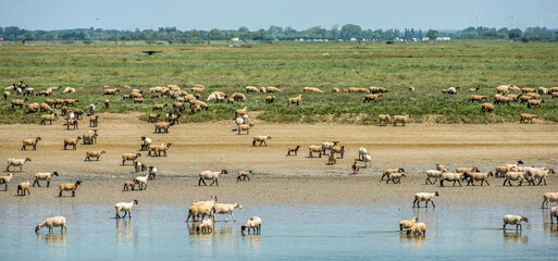 Troupeau de moutons dans la baie de Somme à Saint-Valéry-sur-Somme, France