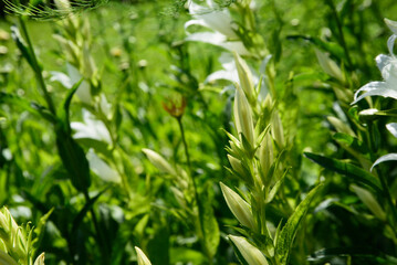 beautiful white flowers on a sunny day in the middle of summer