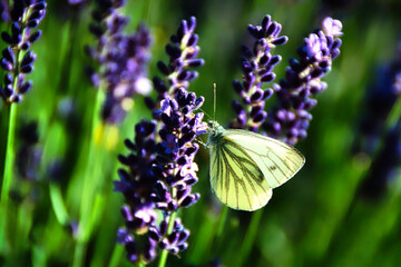 Schmetterling / weiß / Lavendel