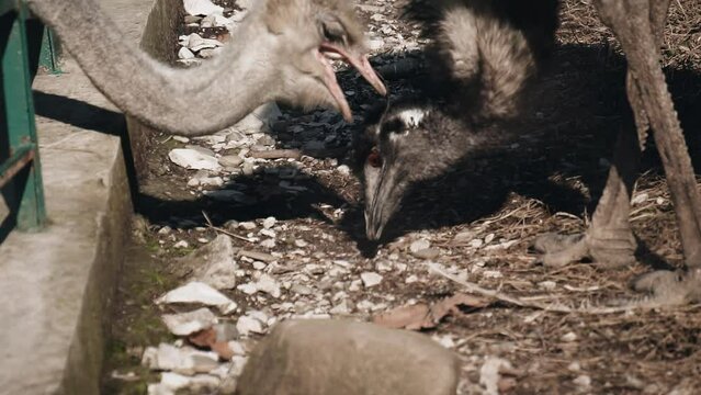 Two ostriches, one white and the other black, eat food at the zoo.