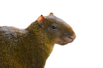 portrait azara's agouti (dasyprocta azarae) isolated on white