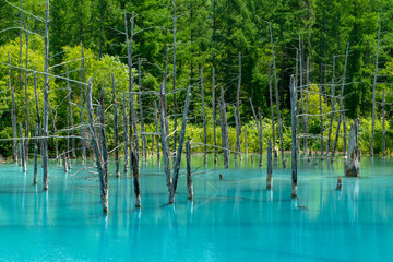 北海道 美瑛町 白金青い池