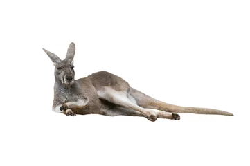 Foto op Aluminium kangaroo isolated on white background © fotomaster