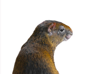 portrait azara's agouti (dasyprocta azarae) isolated on white