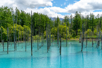 美瑛にある白金青い池
