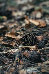pine cone on the ground