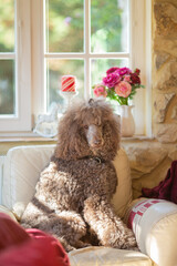Big royal standard poodle lying on a sofa indoor