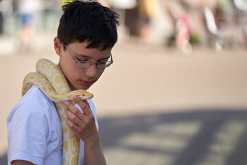 A royal python on the shoulder of a teenage boy. The child gently supports the snake's head....
