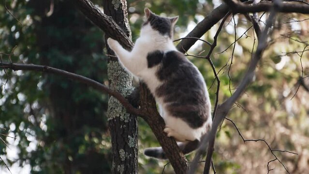 The cat climbs the tree looking around. The animal climbed a fairly high tree