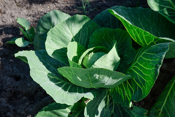 Obraz premium a beautiful head of cabbage in a bed on a sunny summer day