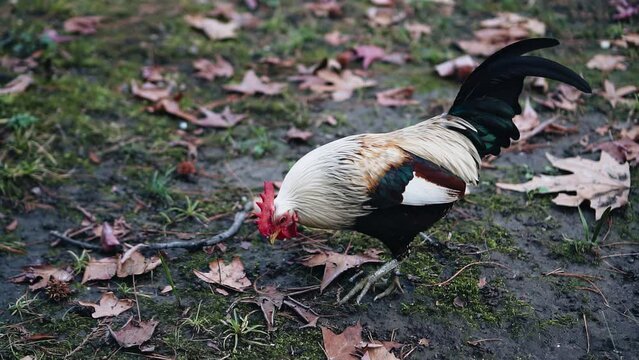 A beautiful rooster with a red crest walks on the ground in search of food. Close-up shooting