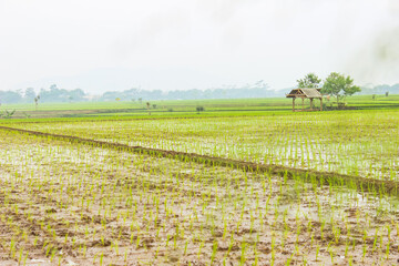 A view of the newly planted rice fields and trees. Nature landscape