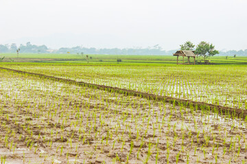 Fototapeta na wymiar A view of the newly planted rice fields and trees. Nature landscape