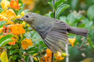 Slaty flowerpiercer Diglossa plumbea in flight in Costa Rica