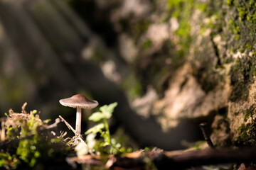 Seta e el bosque con destello de luz
