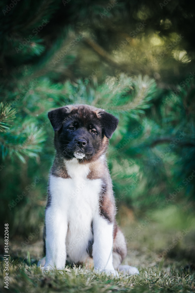 Sticker American akita cute puppy outside in the beautiful park. Akita litter in kennel photoshoot.	
