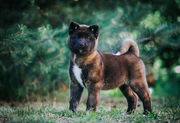 American akita cute puppy outside in the beautiful park. Akita litter in kennel photoshoot.	
 - obrazy, fototapety, plakaty