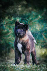 American akita cute puppy outside in the beautiful park. Akita litter in kennel photoshoot.	
