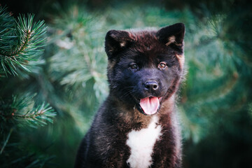 Naklejka premium American akita cute puppy outside in the beautiful park. Akita litter in kennel photoshoot. 