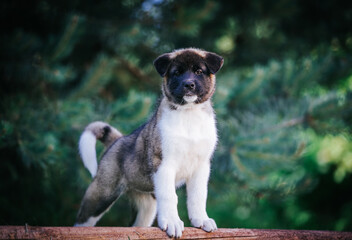 American akita cute puppy outside in the beautiful park. Akita litter in kennel photoshoot.	
