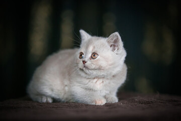 British shorthair cat posing inside. Beautiful kitty