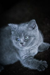 British shorthair cat posing inside. Beautiful kitty