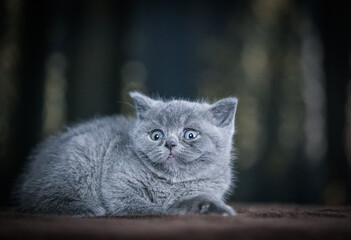 Naklejka na ściany i meble British shorthair cat posing inside. Beautiful kitty