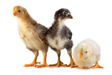 Three Cute little chickens company isolated on white background