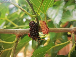 Organic mulberry on the branch. Fresh mulberry, black ripe and unripe mulberries on the branch of tree. Healthy berry fruit.