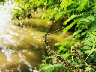 Dragonfly insect. Dragonfly sits on a branch close to river