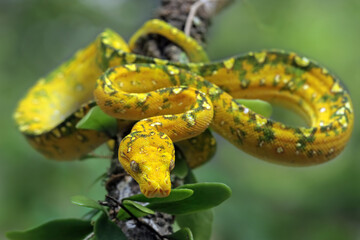 Green tree python on branch,  Morelia viridis