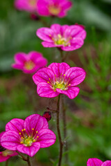 Obraz premium Blooming saxifrage flower on a sunny spring day macro photography. Garden rockfoils flower with bright pink petals in springtime. Saxifrage plant floral background. 