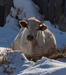 Russia. South of Western Siberia, Mountain Shoria. A curious cow is basking in the rays of the winter sun in the cattle yard of a mountain village.