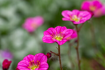 Fototapeta premium Blooming saxifrage flower on a sunny spring day macro photography. Garden rockfoils flower with bright pink petals in springtime. Saxifrage plant floral background. 