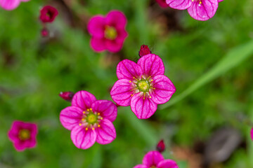 Blooming saxifrage flower on a sunny spring day macro photography. Garden rockfoils flower with bright pink petals in springtime. Saxifrage plant floral background.	