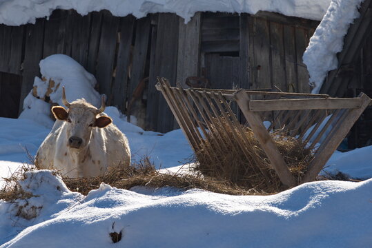 Russia. South of Western Siberia, Mountain Shoria. A curious cow is basking in the rays of the winter sun in the cattle yard of a mountain village.