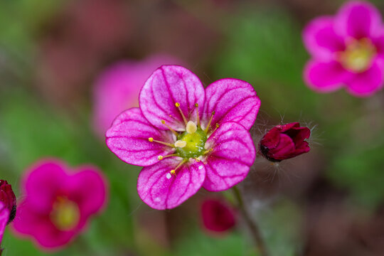 Blooming saxifrage flower on a sunny spring day macro photography. Garden rockfoils flower with bright pink petals in springtime. Saxifrage plant floral background.	