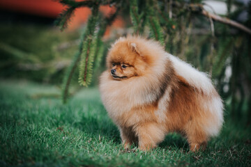 Pomeranian dog posing outside. Beautiful fluffy dog in the park	
