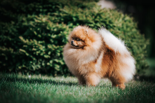 Pomeranian dog posing outside. Beautiful fluffy dog in the park	
