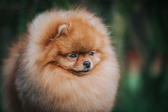 Pomeranian dog posing outside. Beautiful fluffy dog in the park 